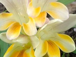 Freesia leichtlinii subsp. alba flowers