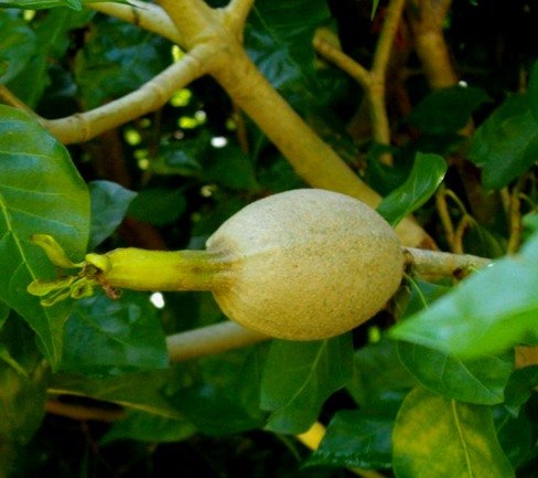 Gardenia thunbergia fruit and calyx