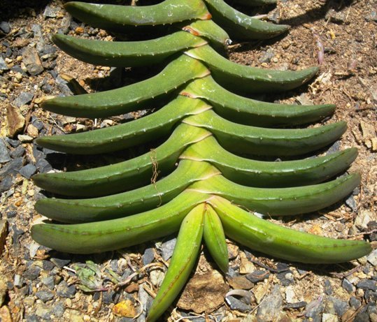 Gasteria rawlinsonii