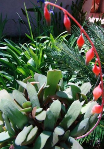 Gasteria species