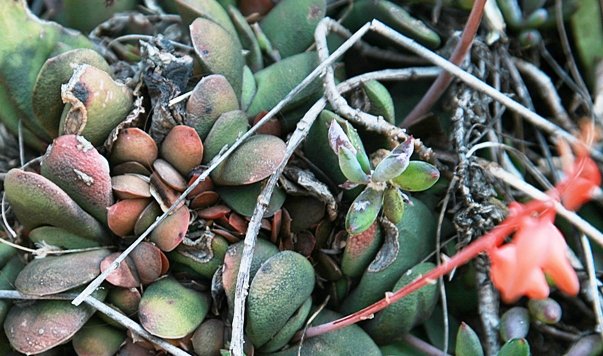 Gasteria glomerata