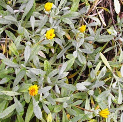 Gazania rigens var. leucolaena