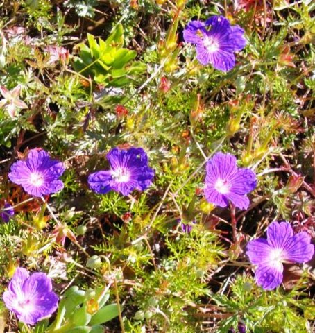 Geranium incanum var. multifidum