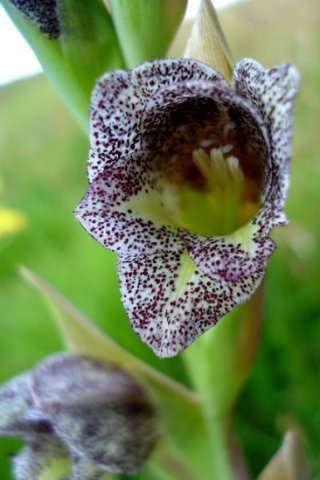 Gladiolus ecklonii dark-speckled