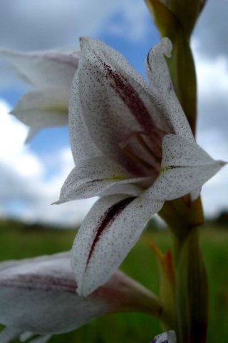 Gladiolus elliotii flower