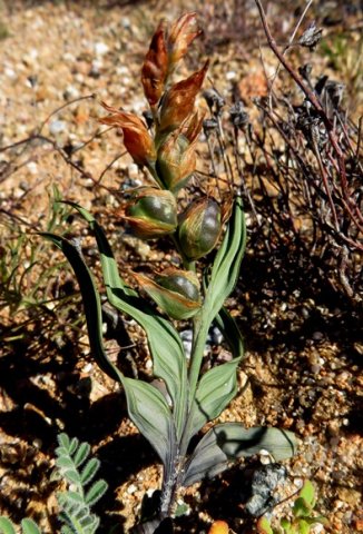Gladiolus equitans fruit