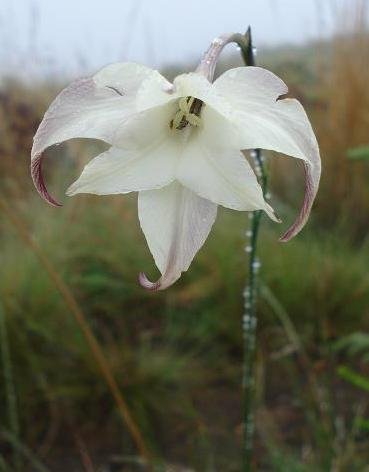 Gladiolus longicollis subsp. platypetalus
