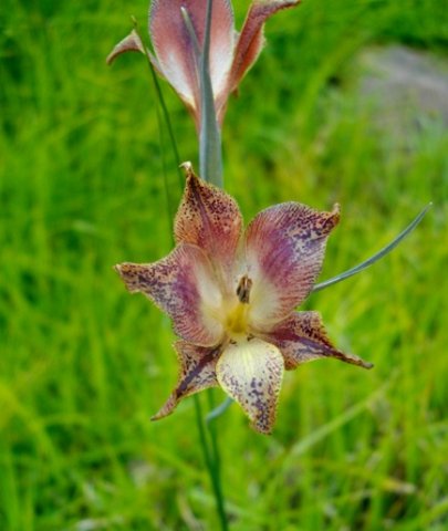 Gladiolus maculatus, the brown Afrikaner