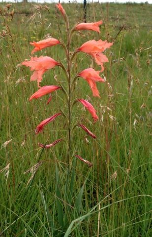 Gladiolus oppositiflorus