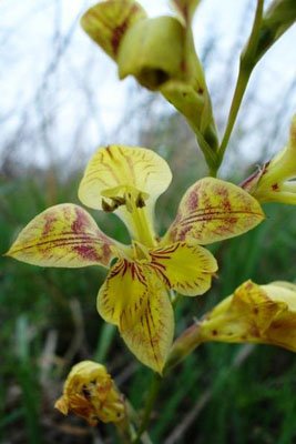 Gladiolus pardalinus