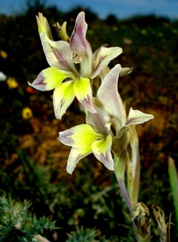 Gladiolus scullyi