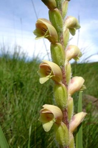 Gladiolus sericeovillosus subsp. sericeovillosus