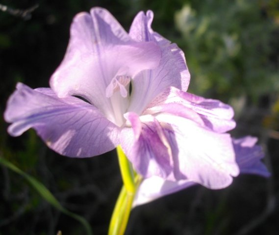 Gladiolus species, maybe carinatus