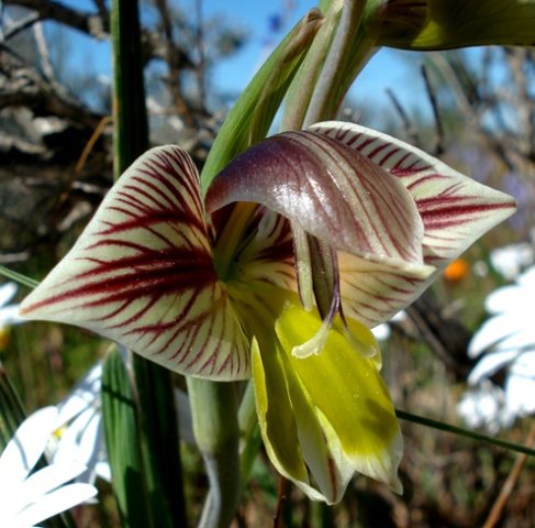 Gladiolus watermeyeri shiny, lowered dorsal tepal