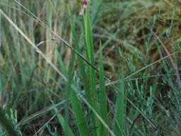 Gladiolus