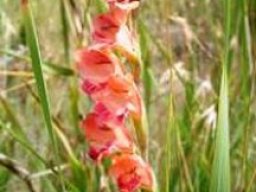 Gladiolus crassifolius