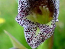Gladiolus ecklonii dark-speckled