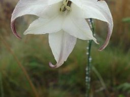 Gladiolus longicollis subsp. platypetalus