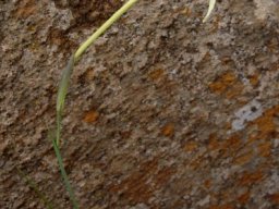 Gladiolus longicollis subsp. platypetalus