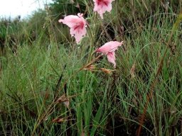 Gladiolus mortonius 
