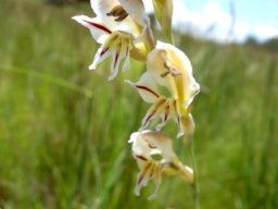 Gladiolus permeabilis subsp. edulis flowers