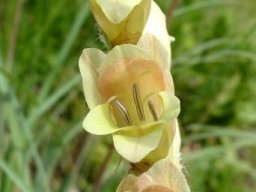 Gladiolus sericeovillosus subsp. sericeovillosus 