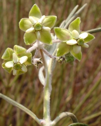 Gomphocarpus tomentosus