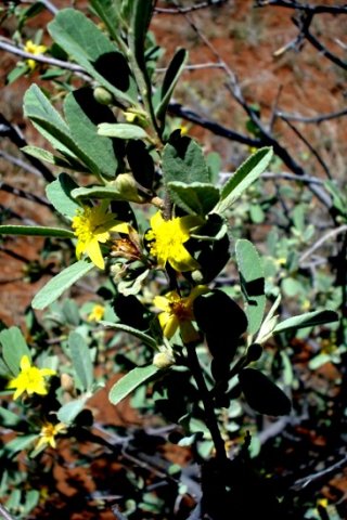 Grewia flava