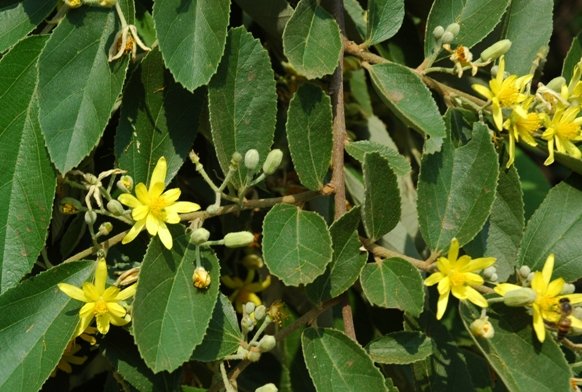 Grewia flava