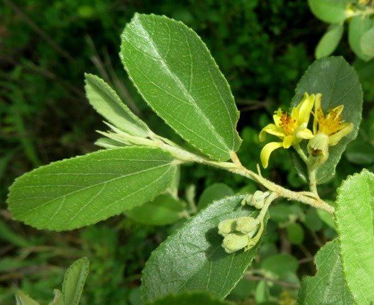 Grewia flava leaf detail