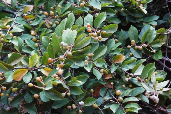 Grewia flavescens fruit and leaves