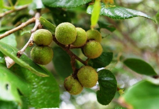 Grewia hexamita