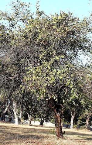 Grewia hexamita town tree