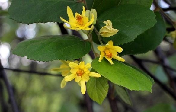 Grewia hexamita flowers