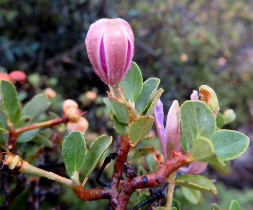 Grewia robusta bud in hot air balloon mode