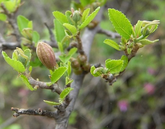 Grewia robusta new growth