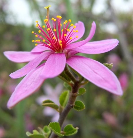 Grewia robusta flower