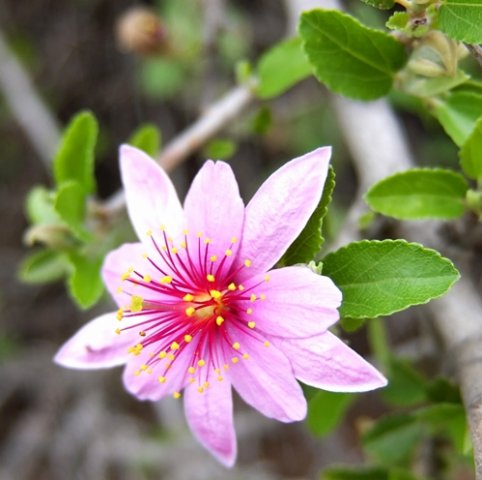 Grewia robusta pale old flower