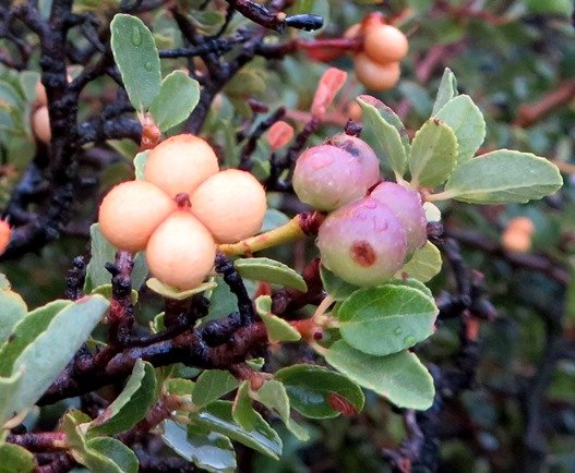 Grewia robusta crossberries