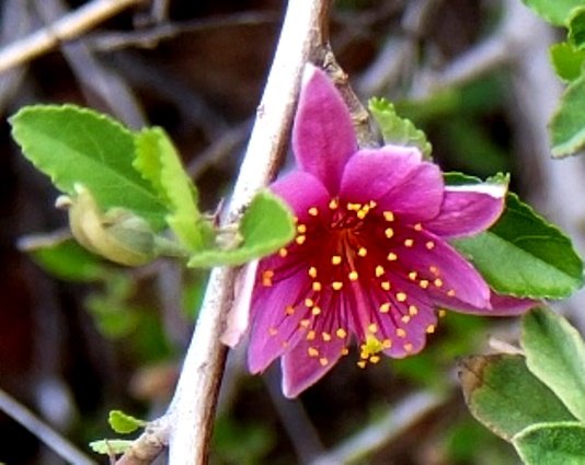 Grewia robusta newly opened flower
