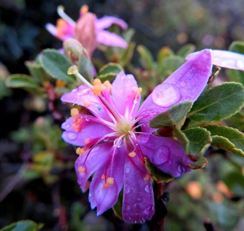 Grewia robusta stamens after rain