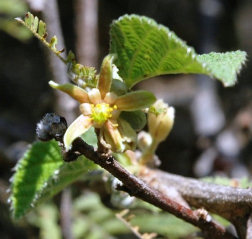 Grewia villosa 