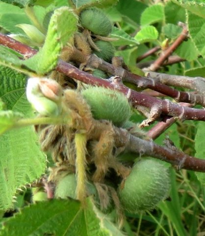 Grewia villosa at its most villous