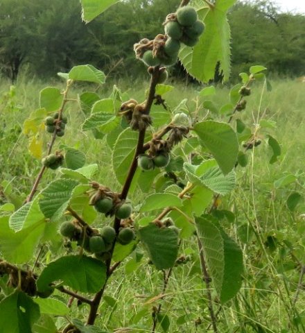 Grewia villosa green fruit