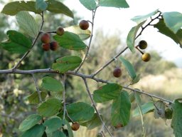 Grewia caffra branch with fruit