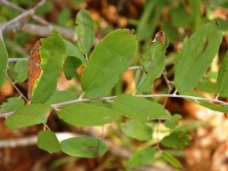 Grewia bicolor var. bicolor