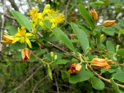 Grewia bicolor var. bicolor floral stages