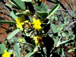 Grewia flava