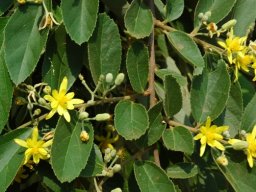Grewia flava