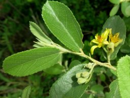 Grewia flava leaf detail